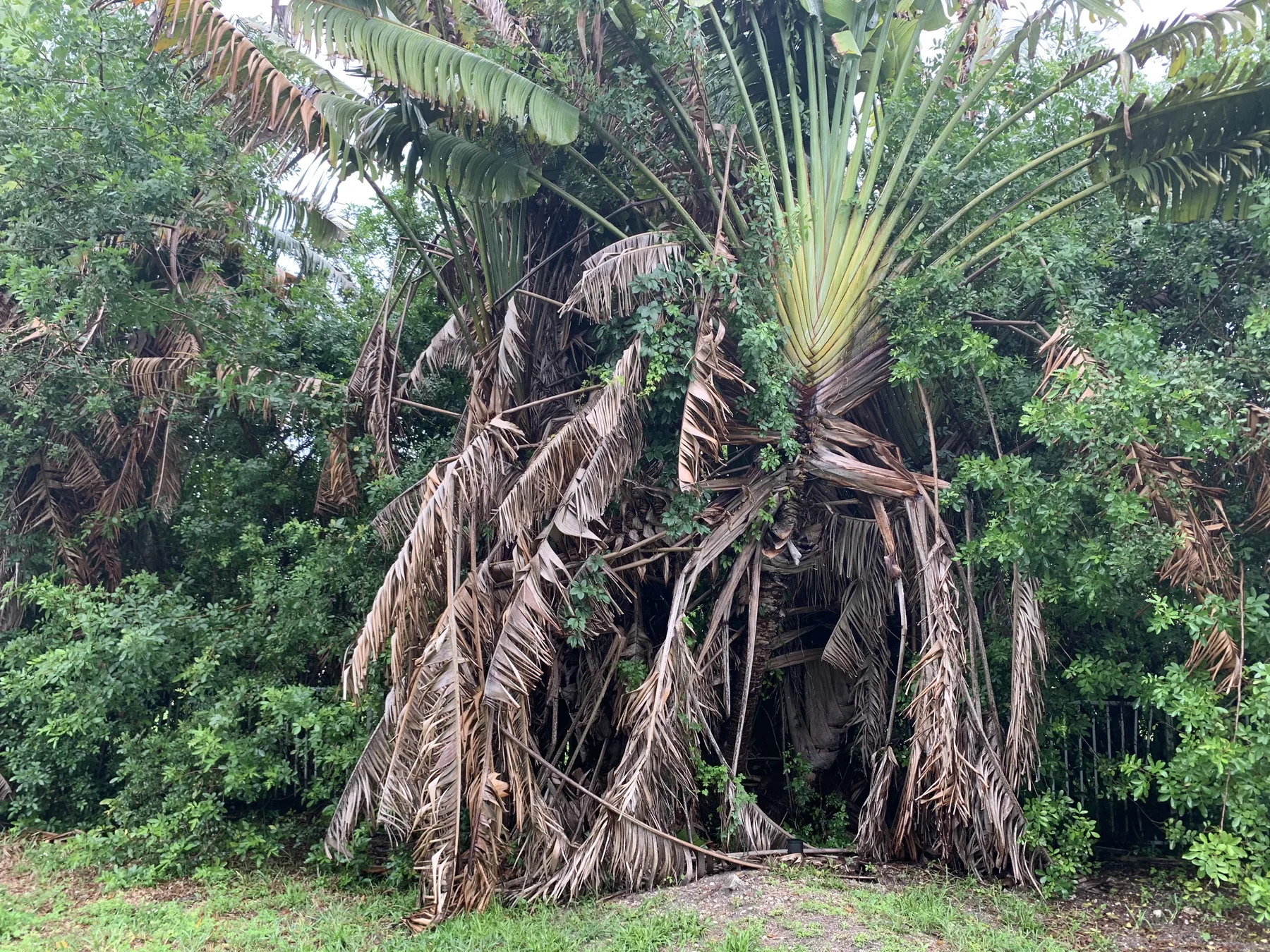 Landscape and overgrowth cleanup project in Brevard County